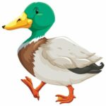 ⁦بازل طيور المزرعة 6 مجموعات - فلافي بير⁩ - الصورة ⁦6⁩