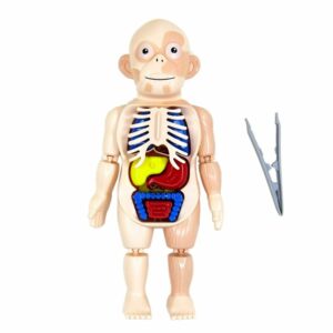 Halloween Human Body Anatomy Model Plastic Human Organ Assembly