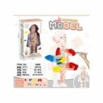Human Body Anatomy Model W608 Plastic Human Organ Assembly