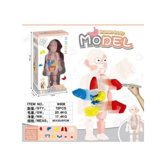 Human Body Anatomy Model W608 Plastic Human Organ Assembly