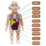 Human Body Anatomy Model W608 Plastic Human Organ Assembly - Image 6