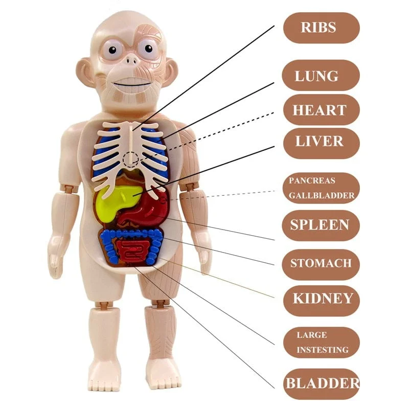 Human Body Anatomy Model W608 Plastic Human Organ Assembly - Image 6