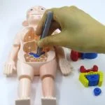Human Body Anatomy Model W608 Plastic Human Organ Assembly - Image 7