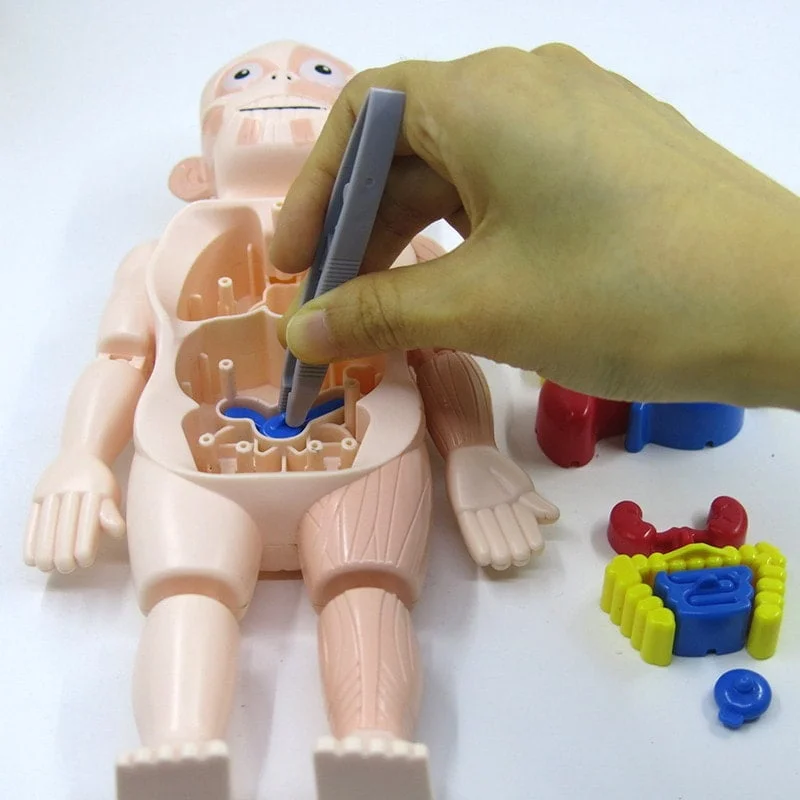 Human Body Anatomy Model W608 Plastic Human Organ Assembly - Image 7