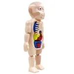 Human Body Anatomy Model W608 Plastic Human Organ Assembly - Image 3