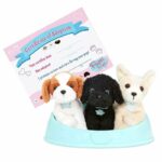 Adopt-A-Pucci Pup Shih Tzu, Chihuahua, Caniche