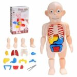 Human Body Anatomy Model W603 Small