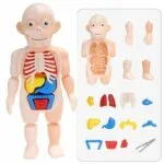 Human Body Anatomy Model W608 Plastic Human Organ Assembly - Image 8