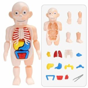 Human Body Anatomy Model W603 Small 2 لعب ستور