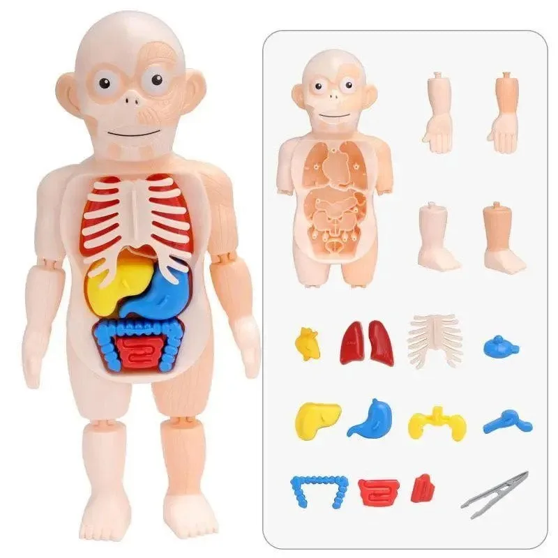 Human Body Anatomy Model W608 Plastic Human Organ Assembly - Image 8