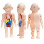 Human Body Anatomy Model W608 Plastic Human Organ Assembly - Image 9