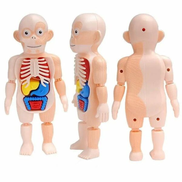 Human Body Anatomy Model W603 Small 3 Le3ab Store