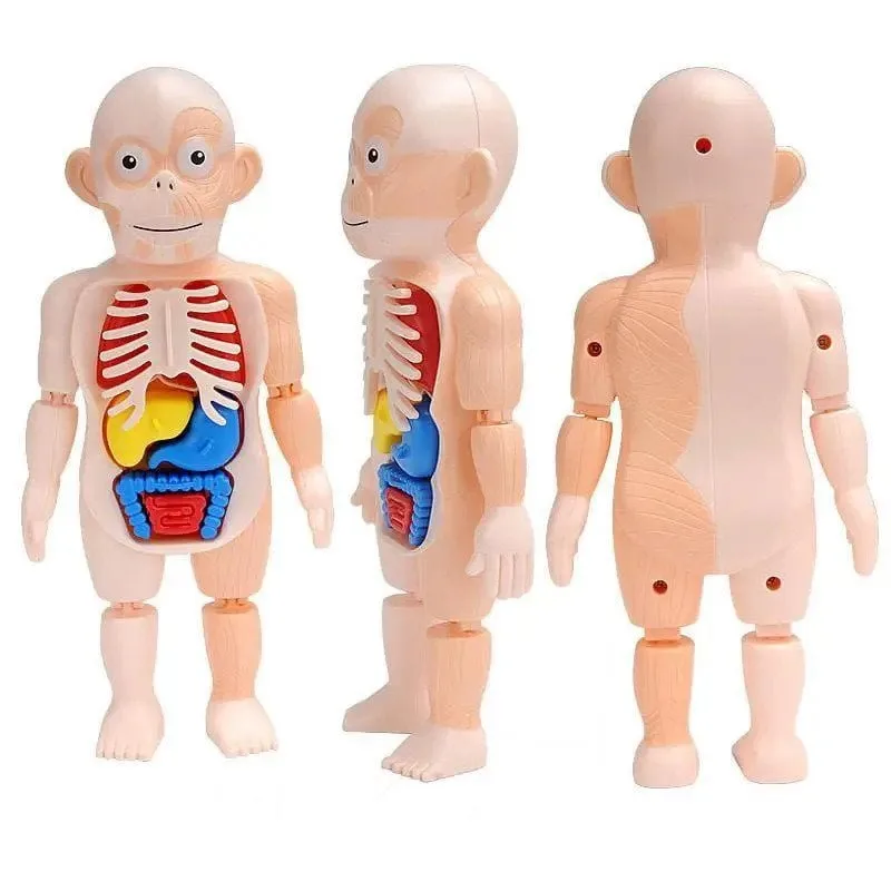 Human Body Anatomy Model W608 Plastic Human Organ Assembly - Image 9
