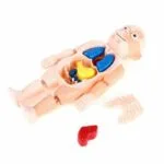 Human Body Anatomy Model W608 Plastic Human Organ Assembly - Image 2