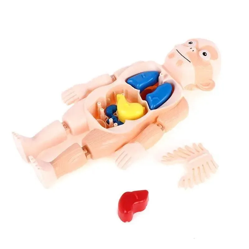 Human Body Anatomy Model W608 Plastic Human Organ Assembly - Image 2