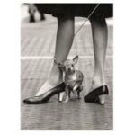 Clementoni Life Collection Chihuahua Jigsaw Puzzle - 1000 Pieces - Image 2