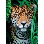 Clementoni Jaguar Jigsaw Puzzle - 500 Piece - Image 2