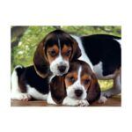 Clementoni Close Together Jigsaw Puzzle - 500 Piece - Image 2