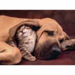 Clementoni Cuddles Jigsaw Puzzle - 500 Piece - Image 2